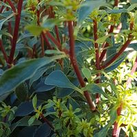 Enkianthus campanulatus 'Wallaby'
